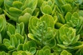 Pink Mongolian Stonecrop - Hylotelephium Ewersii - Plant Royalty Free Stock Photo