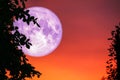 pink moon back silhouette tree cloud on sunset sky Royalty Free Stock Photo