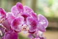 The pink moon orchids with a touch of yellow. Also known as a moth orchid. Botanical name: Phalaenopsis Aphrodite Royalty Free Stock Photo