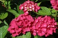 Pink mophead Hydrangea flowers in close up Royalty Free Stock Photo