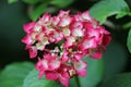 Pink mophead Hydrangea flowers in close up Royalty Free Stock Photo