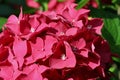 Pink mophead Hydrangea flowers in macro close up Royalty Free Stock Photo