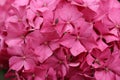 Pink mophead Hydrangea flowers Royalty Free Stock Photo