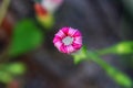 Pink Morning Glory Royalty Free Stock Photo