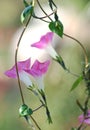 Pink Morning Glory