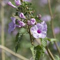 Pink Morning Glory or Besharm Plant Ipomoea cairica Flowers Royalty Free Stock Photo