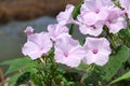 Pink morning glory flower Royalty Free Stock Photo