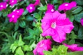 Pink morning glory flowers background Royalty Free Stock Photo