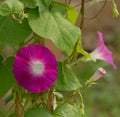 Pink morning glory flowers Royalty Free Stock Photo