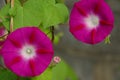 Pink morning glory flowers Royalty Free Stock Photo