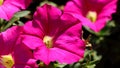 Pink Morning glory flowers with leaves in the garden Royalty Free Stock Photo