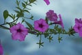 Pink Morning Glory flowers over water Royalty Free Stock Photo