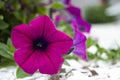 Pink Morning Glory Flowers Along the Ground Royalty Free Stock Photo