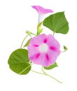 Pink Morning Glory ipomoea Flower branches isolated white Royalty Free Stock Photo