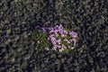 Pink moss campion flowers, Landmannalaugar, Iceland Royalty Free Stock Photo