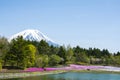 Pink moss garden with Mount Fuji