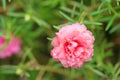 Pink Moss Rose blooming with water drops ,pink flower Royalty Free Stock Photo