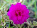 Pink Moss rose flower on green blur background. Portulaca grandiflora tree with flowers. macro photography shot in the garden Royalty Free Stock Photo