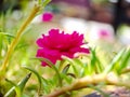 Pink Moss rose flower on green blur background. Portulaca grandiflora tree with flowers. macro photography shot in the garden Royalty Free Stock Photo