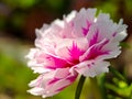 Pink Moss rose flower on green blur background. Portulaca grandiflora tree with flowers. macro photography shot in the garden Royalty Free Stock Photo