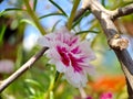 Pink Moss rose flower on green blur background. Portulaca grandiflora tree with flowers. macro photography shot in the garden Royalty Free Stock Photo