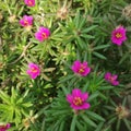 Pink mossrose small variety flowers