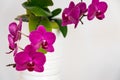 Pink moth orchid in bloom. Royalty Free Stock Photo