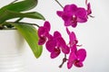 Pink moth orchid in bloom. Royalty Free Stock Photo
