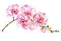 Pink moth orchid Phalaenopsis flower on a twig. Isolated on white background. Watercolor painting. Hand drawn Royalty Free Stock Photo