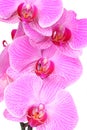 Pink Moth Orchids Royalty Free Stock Photo