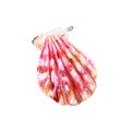 Pink mother of pearl shell scallop