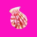 Pink mother of pearl shell scallop