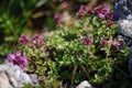 Pink mountain flowers