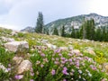 Pink Mountain Flowers