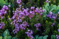 Pink Mountain Heath Wildflowers Bloom Royalty Free Stock Photo