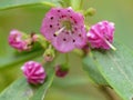 Pink Mountain Laurel