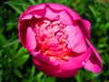 Pink moutan peony flower Royalty Free Stock Photo