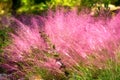 Pink Muhly Grass background. Nature landscape. Royalty Free Stock Photo