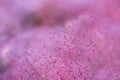 Pink Muhly Grass Royalty Free Stock Photo