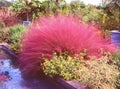 Pink Muhly Grass in the Garden Royalty Free Stock Photo