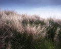 Pink Muhly Grass - Muhlenbergia Capillaris Royalty Free Stock Photo