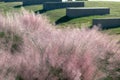 Pink Muhly Grass - Muhlenbergia Capillaris Royalty Free Stock Photo