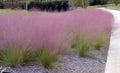 Pink Muhly grass