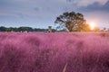 Pink Muhly Grass at sunset Near Cheomseongdae in Gyeongju, Gyeongsangbuk-do, South Korea Royalty Free Stock Photo