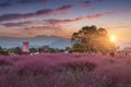 Pink Muhly Grass at sunset Near Cheomseongdae in Gyeongju, Gyeongsangbuk-do, South Korea Royalty Free Stock Photo