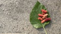 Pink Mulberry fruit on a leaf on a stone color background. copy space Royalty Free Stock Photo