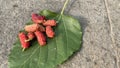 Pink Mulberry fruit on a leaf on a stone color background. copy space Royalty Free Stock Photo