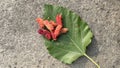 Pink Mulberry fruit on a leaf on a stone color background. copy space Royalty Free Stock Photo