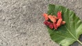 Pink Mulberry fruit on a leaf on a stone color background. copy space Royalty Free Stock Photo