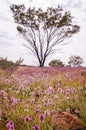 Pink Mulla Mulla Wildflowers blooming in Australian Outback Royalty Free Stock Photo